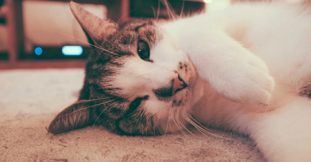Cat lying on carpet in a Ballarat living room