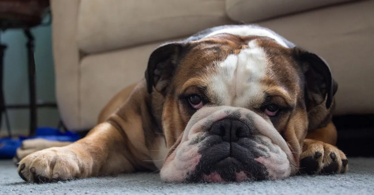 Dog lying on carpet in a Ballarat living room