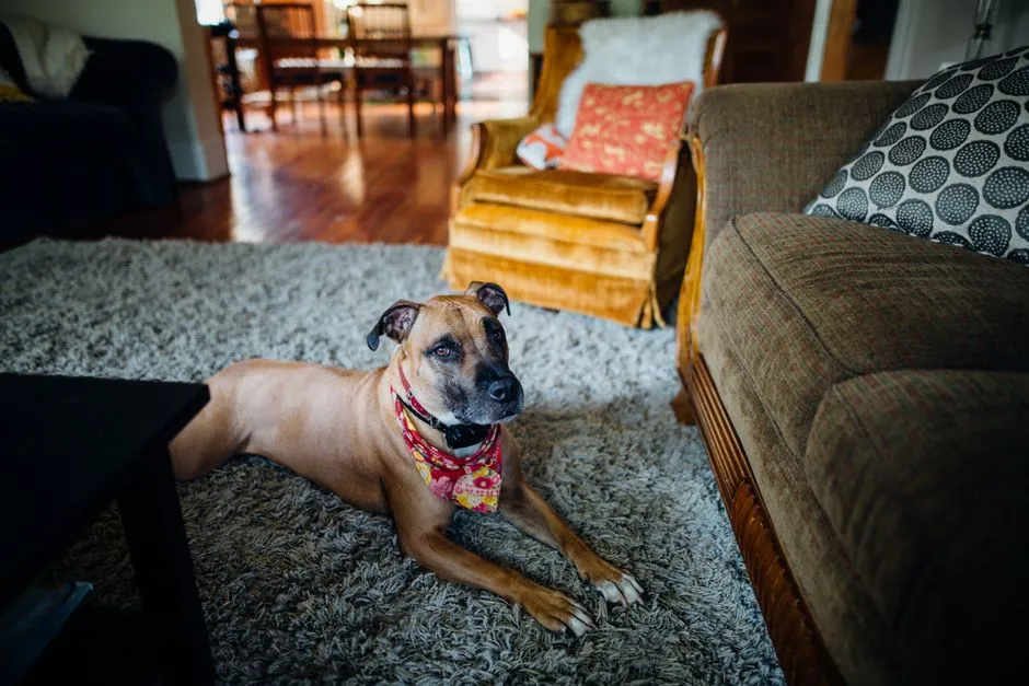 Dog resting on a clean carpet in a Ballarat living room after pet odour treatment